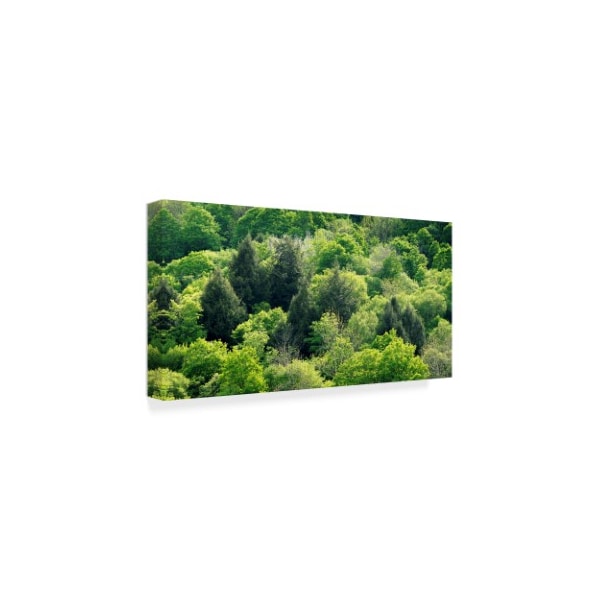 Brenda Petrella Photography Llc 'Fifty Shades Of Green' Canvas Art,16x32